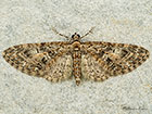  70.156 Brindled Pug Copyright Martin Evans 
