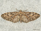  70.156 Brindled Pug Copyright Martin Evans 