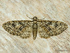  70.156 Brindled Pug Copyright Martin Evans 