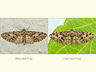  Brindled Pug and Oak-tree Pug Copyright Martin Evans 