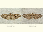  Brindled Pug and Mottled Pug Copyright Martin Evans 