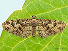  70.157 Oak-tree Pug Copyright Martin Evans 