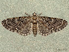  70.157 Oak-tree Pug Copyright Martin Evans 