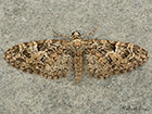  70.157 Oak-tree Pug Copyright Martin Evans 