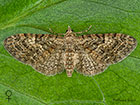  70.157 Oak-tree Pug female Copyright Martin Evans 