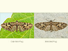 70.157 Oak-tree Pug and Brindled Pug Copyright Martin Evans 