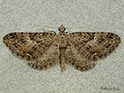  70.158 Juniper Pug Copyright Martin Evans 