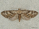  70.158 Juniper Pug Copyright Martin Evans 