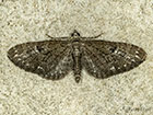 70.158 Juniper Pug melanic form Copyright Martin Evans 