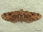  70.158 Juniper Pug Copyright Martin Evans 