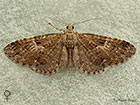  70.158 Juniper Pug female Copyright Martin Evans 