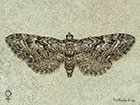  70.158 Juniper Pug female Copyright Martin Evans 