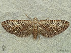  70.158 Juniper Pug female Copyright Martin Evans 