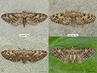  70.158 Juniper Pug and Oak-tree Pug Copyright Martin Evans 