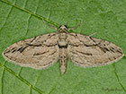  70.159 Cypress Pug Copyright Martin Evans 