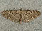  70.161 Golden-rod Pug Copyright Martin Evans 