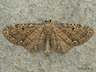  70.161 Golden-rod Pug Copyright Martin Evans 