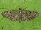  70.161 Golden-rod Pug female Copyright Martin Evans 