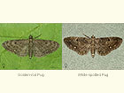  70.161 Golden-rod Pug and White-spotted Pug Copyright Martin Evans 