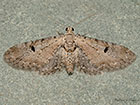  70.165 Pimpinel Pug Copyright Martin Evans 