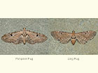  70.165 Pimpinel Pug and Ling Pug Copyright Martin Evans 