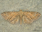  70.166 Plain Pug Copyright Martin Evans 