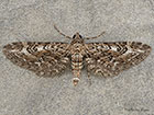  70.168 Narrow-winged Pug Copyright Martin Evans  