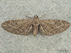  70.169 Angle-barred Pug Copyright Martin Evans 
