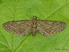  70.169 Angle-barred Pug Copyright Martin Evans 