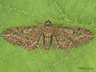  70.169 Angle-barred Pug Copyright Martin Evans 