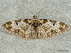  70.170 Marbled Pug Copyright Martin Evans 