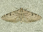  70.171 Ochreous Pug Copyright Martin Evans 