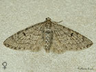  70.171 Ochreous Pug female Copyright Martin Evans 