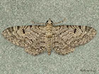  70.172 Thyme Pug Copyright Martin Evans 