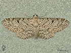  70.172 Thyme Pug female Copyright Martin Evans 