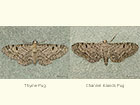  70.172 Thyme Pug and Channel Islands Pug Copyright Martin Evans 