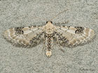  70.173 Lime-speck Pug Copyright Martin Evans 