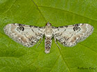  70.173 Lime-speck Pug Copyright Martin Evans 