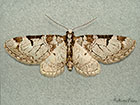  70.174 Pinion-spotted Pug Copyright Martin Evans 