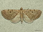  70.175 Triple-spotted Pug Copyright Martin Evans 
