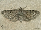  70.175 Triple-spotted Pug Scottish form Copyright Martin Evans 