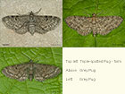  70.175 Triple-spotted Pug and Grey Pug Copyright Martin Evans 