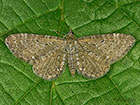  70.177 Satyr Pug Copyright Martin Evans 