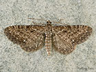  70.177 Satyr Pug northern form Copyright Martin Evans 