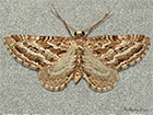  70.178 Scarce Pug Copyright Martin Evans 