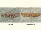  70.1791 Ling Pug and Wormwood Pug Copyright Martin Evans 