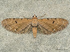  70.179 Wormwood Pug Copyright Martin Evans 