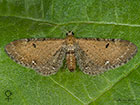  70.179 Wormwood Pug female Copyright Martin Evans 