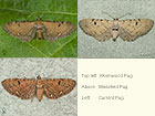  70.179 Wormwood Pug, Bleached Pug and Currant Pug Copyright Martin Evans 