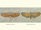  70.179 Wormwood Pug and Campanula Pug Copyright Martin Evans 